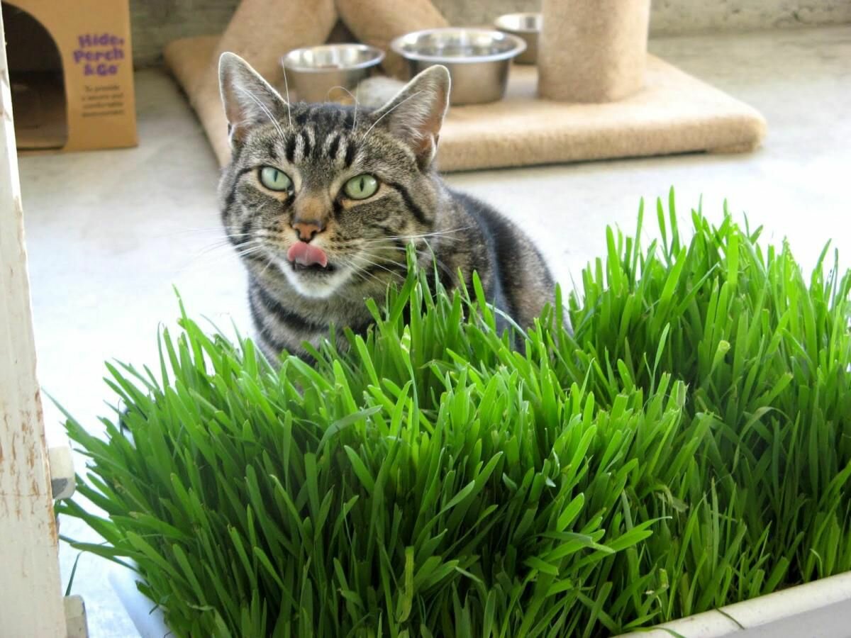 трава для кошки