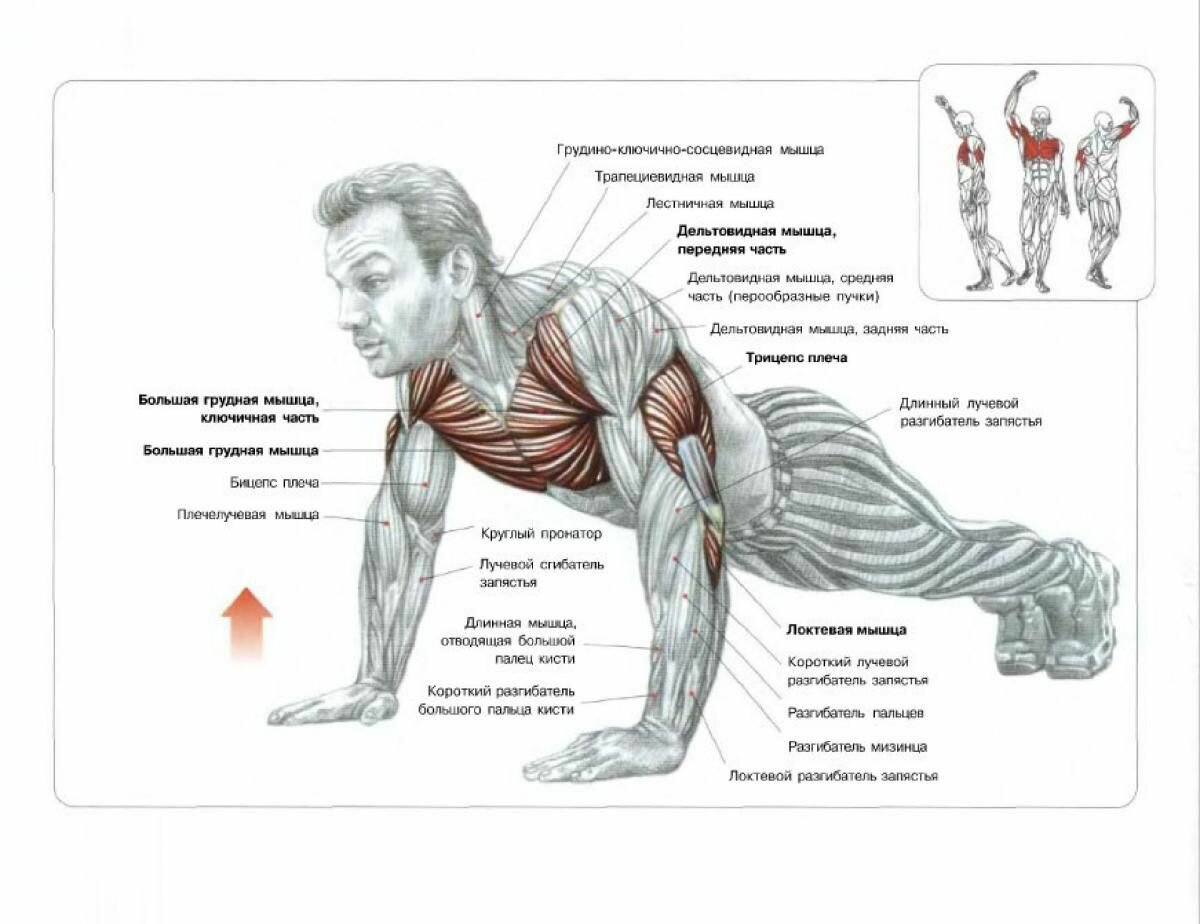 какие мышцы работают при отжимании